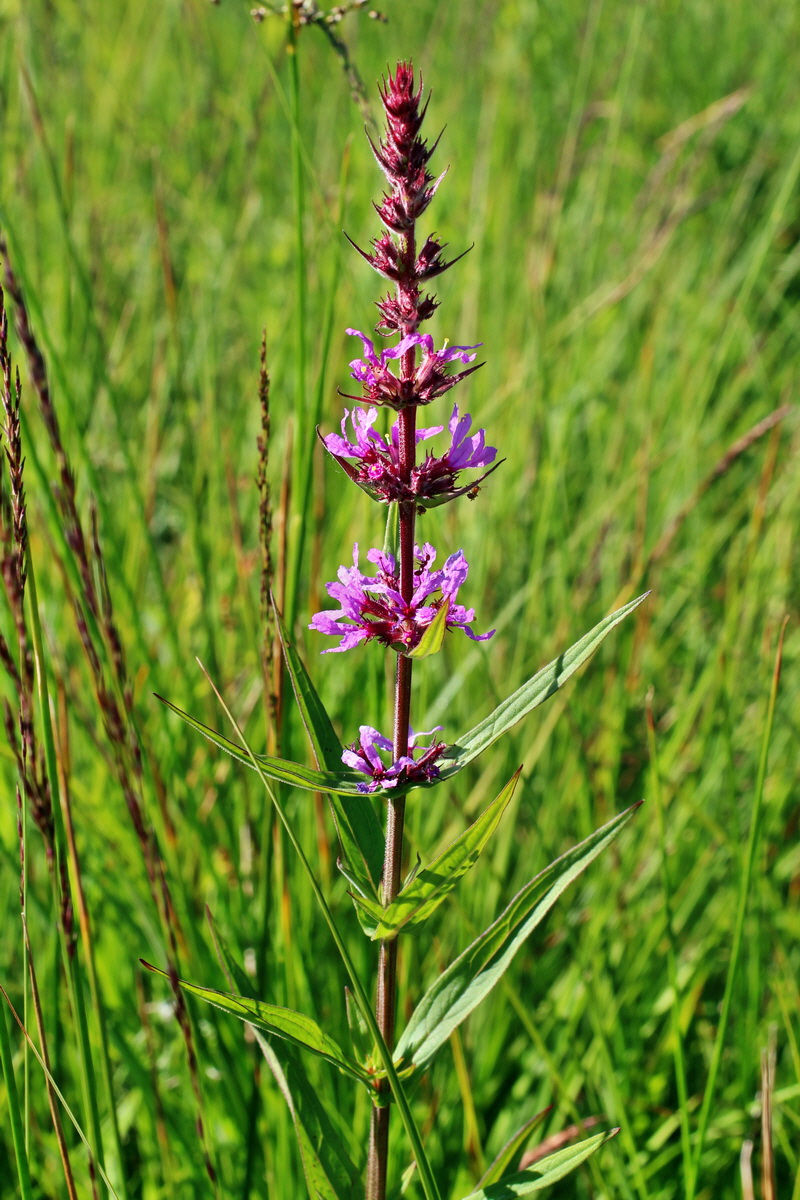 2014_07_02_00047758p_Bildgr��e �ndern