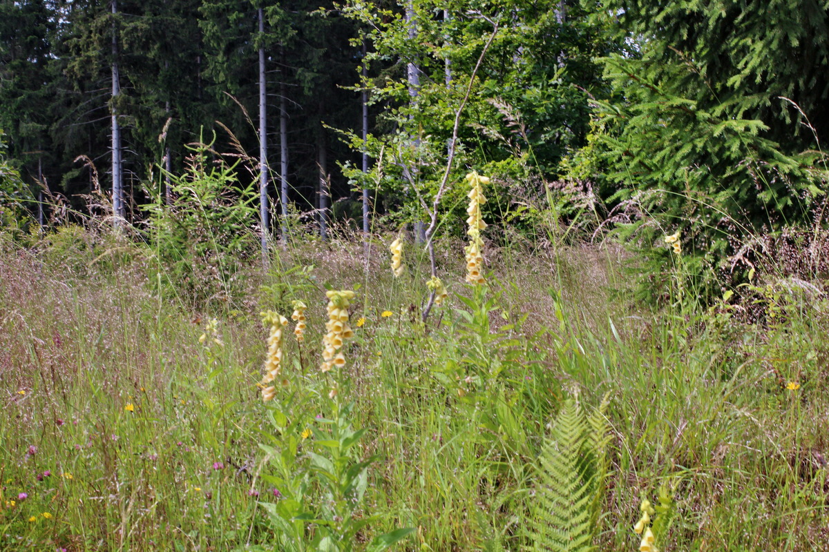 2014_07_02_00047784p_Bildgr��e �ndern