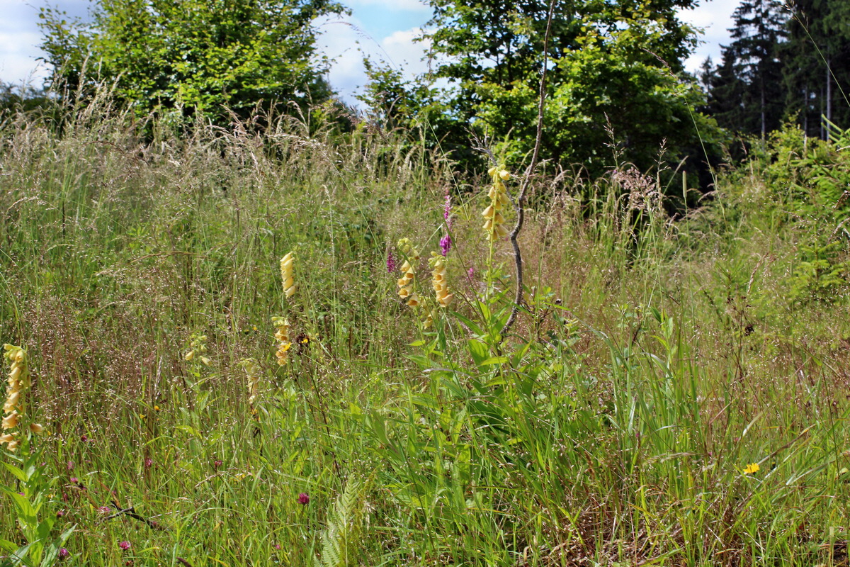 2014_07_02_00047787p_Bildgr��e �ndern