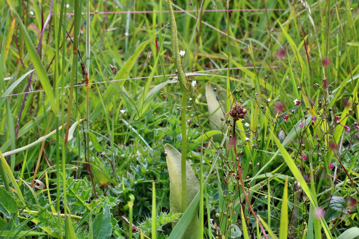 2014_07_02_00047796p_Bildgr��e �ndern