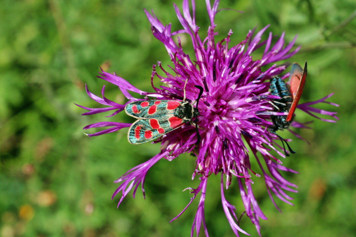 2014_07_02_00047914p_Bildgr��e �ndern