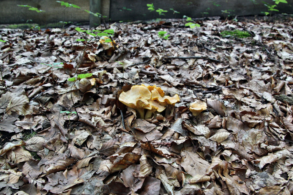 2014_07_14_00048133p_Bildgr��e �ndern