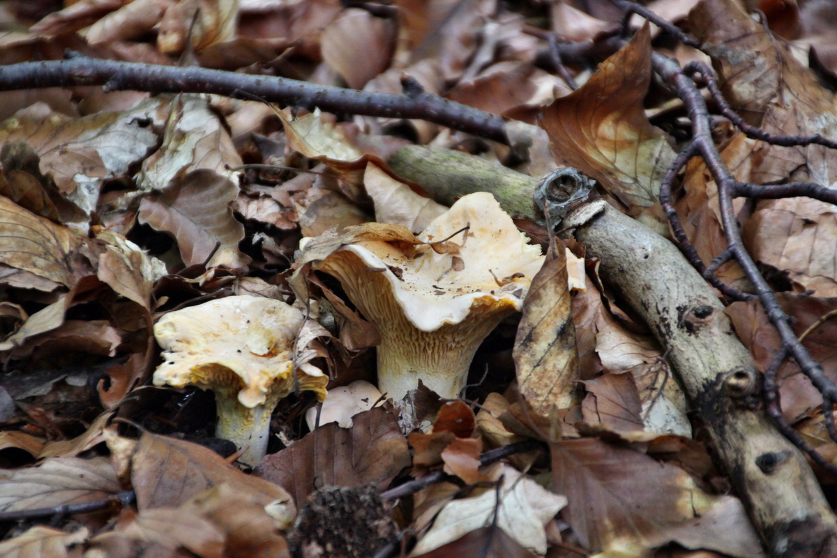 2014_07_14_00048137p_Bildgr��e �ndern