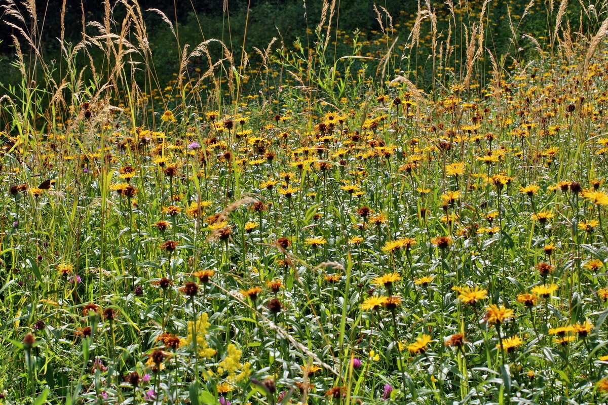 2014_07_15_00048229p_Bildgr��e �ndern