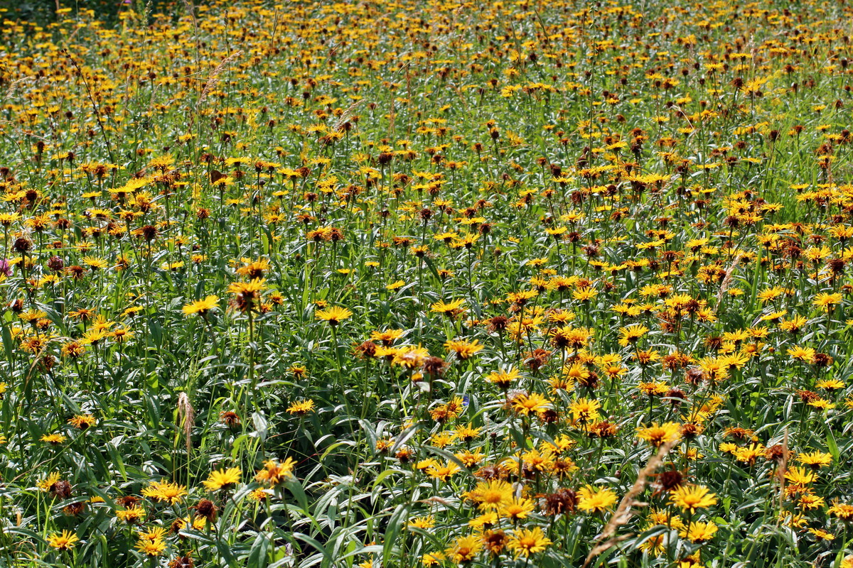 2014_07_15_00048232p_Bildgr��e �ndern