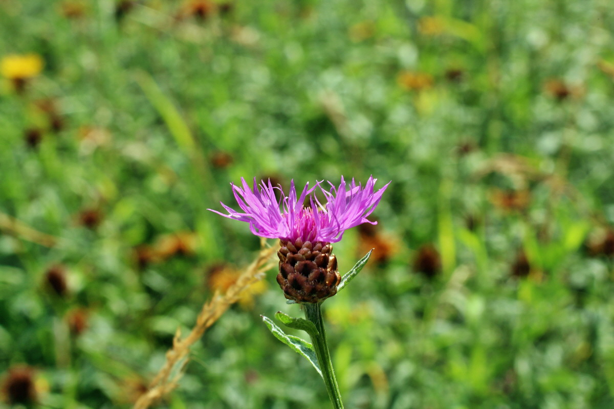 2014_07_15_00048234p_Bildgr��e �ndern