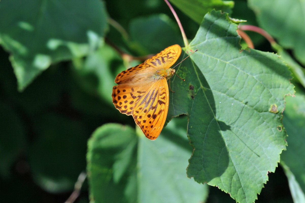 2014_07_15_00048272p_Bildgr��e �ndern