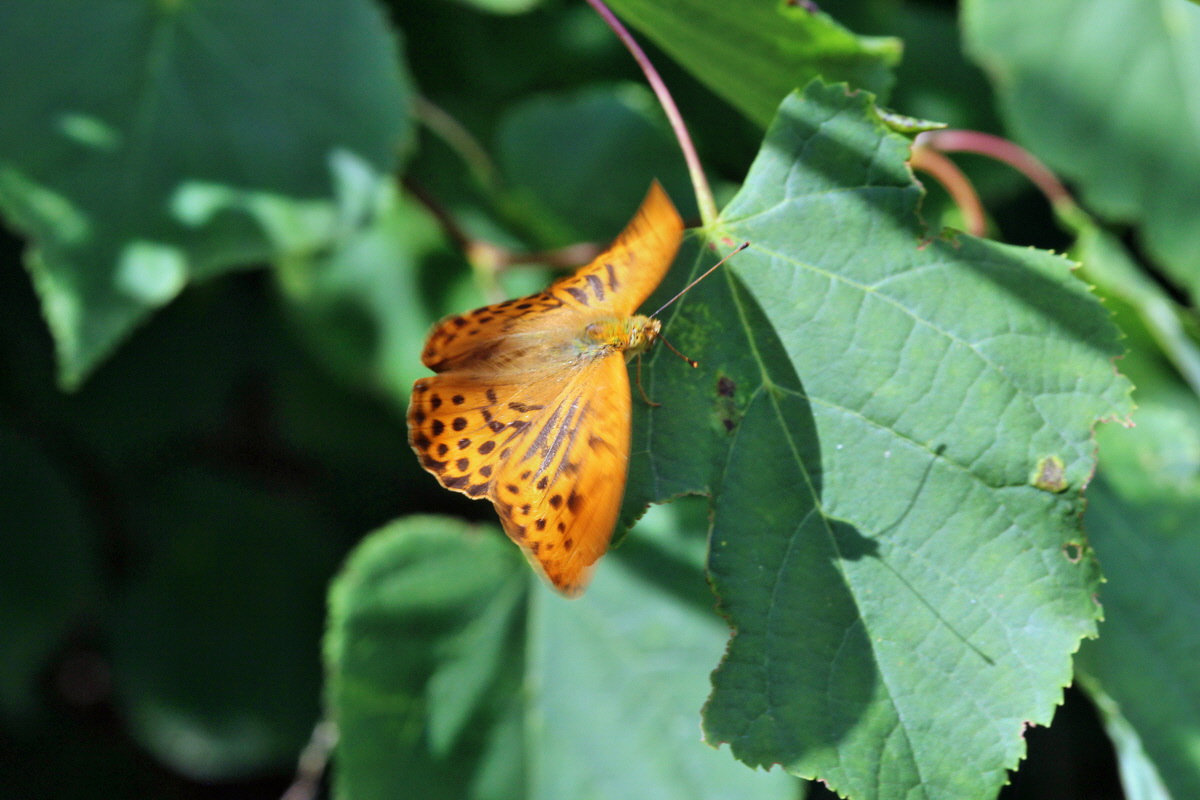 2014_07_15_00048273p_Bildgr��e �ndern