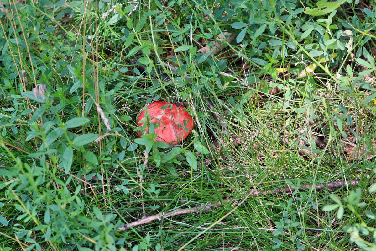 2014_07_15_00048276p_Bildgr��e �ndern