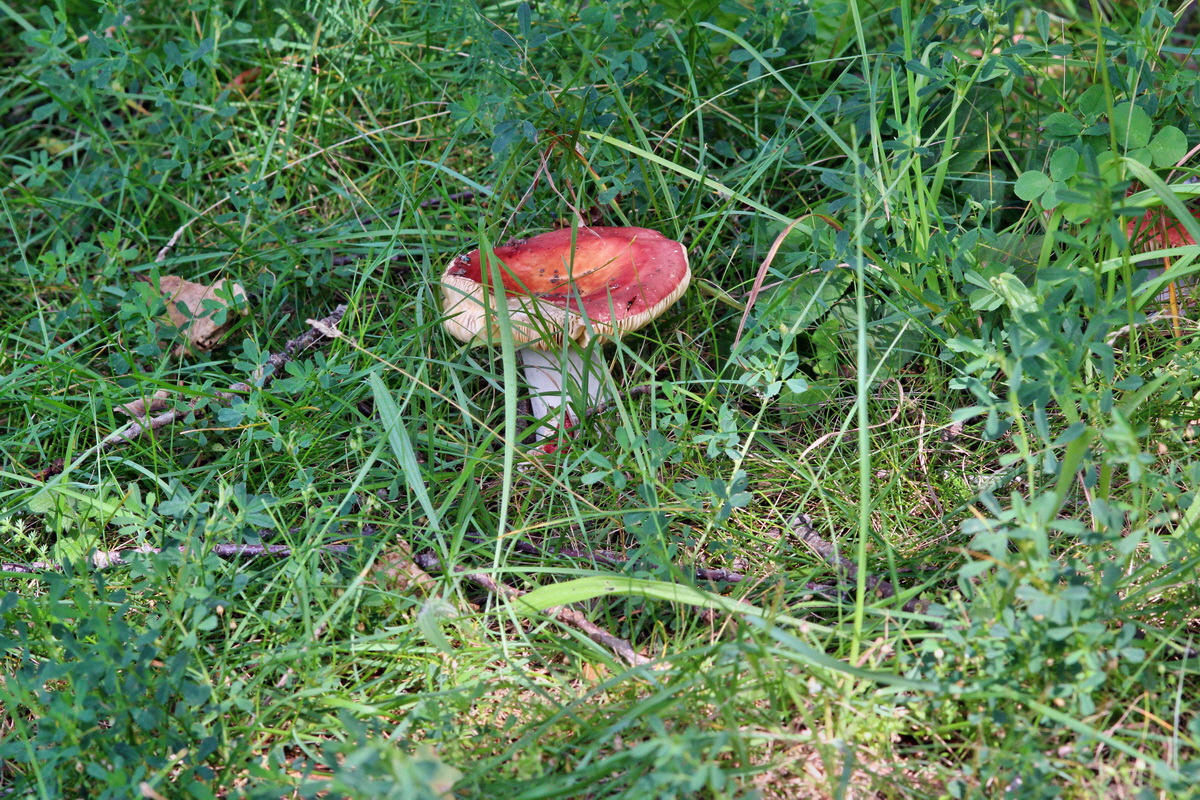 2014_07_15_00048279p_Bildgr��e �ndern