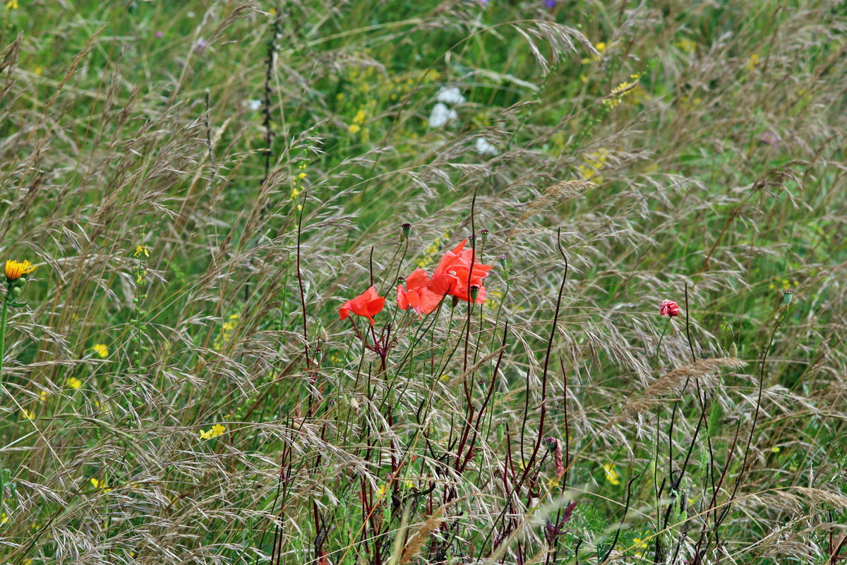 2014_07_15_00048297p_Bildgr��e �ndern