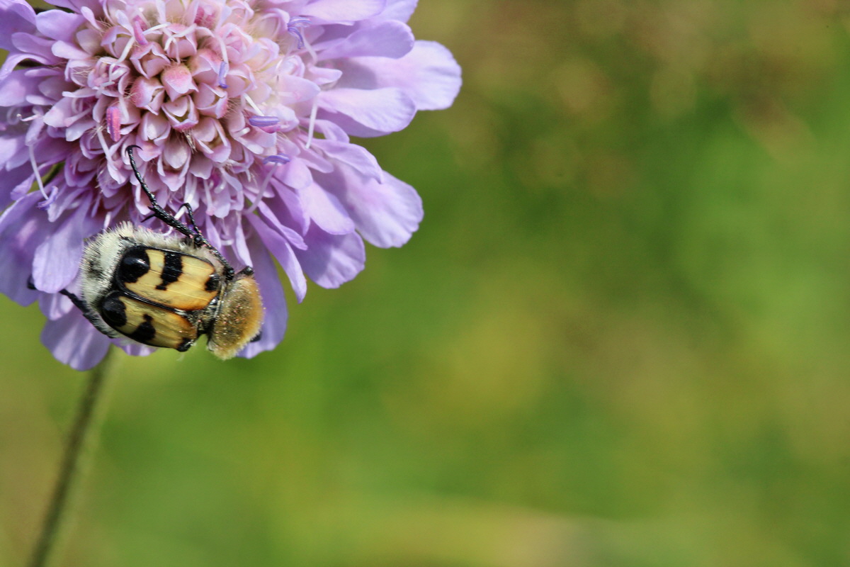 2014_07_15_00048309p_Bildgr��e �ndern