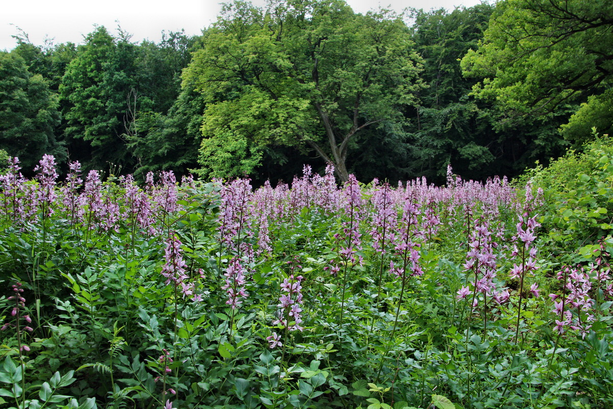 2014_06_01_00044563p_Bildgr��e �ndern