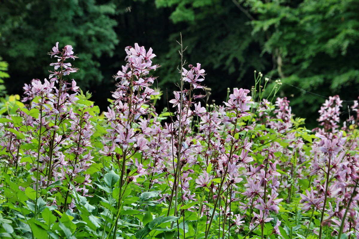 2014_06_01_00044569p_Bildgr��e �ndern