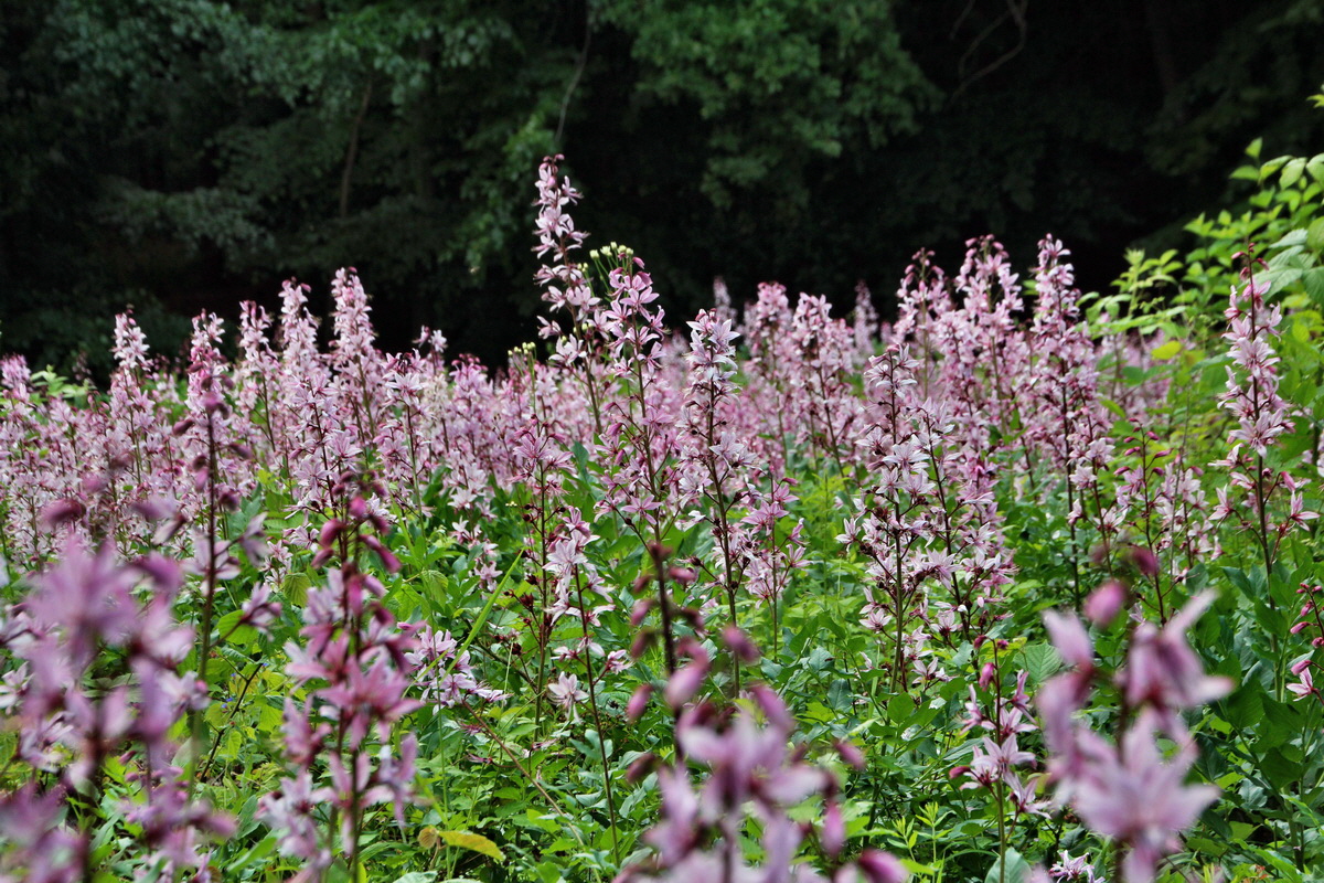 2014_06_01_00044574p_Bildgr��e �ndern