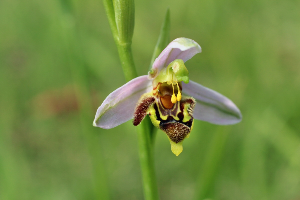 2014_06_01_00044690p_Bildgr��e �ndern