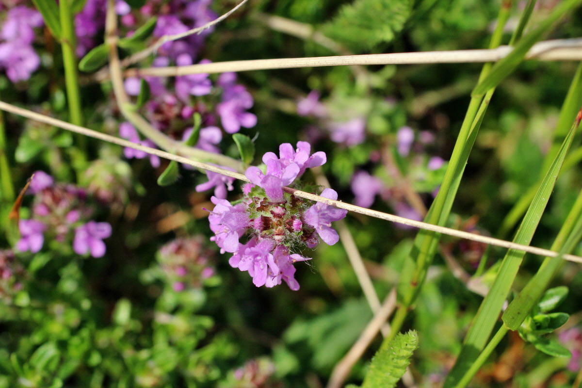 2014_06_01_00044727p_Bildgr��e �ndern