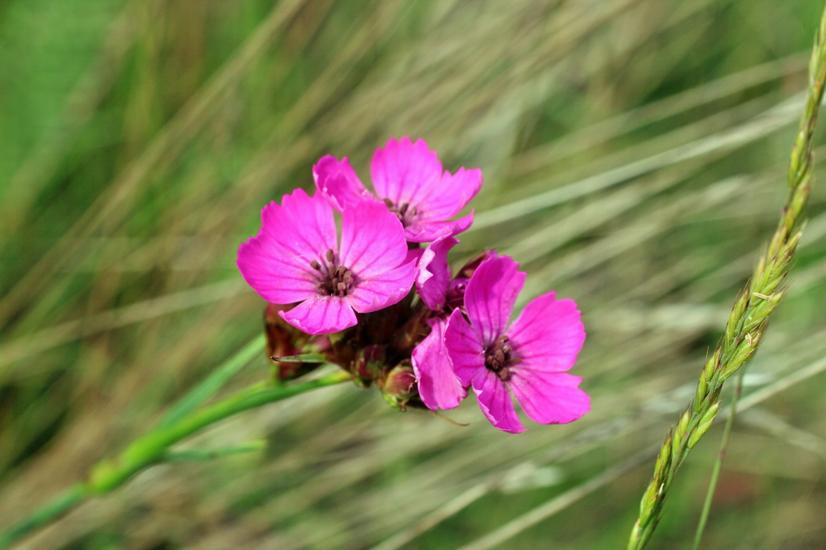 2014_06_01_00044728p_Bildgr��e �ndern