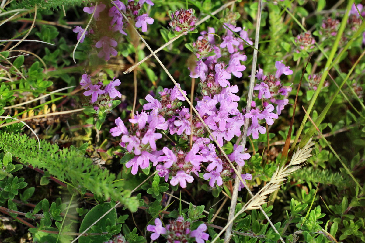 2014_06_01_00044732p_Bildgr��e �ndern