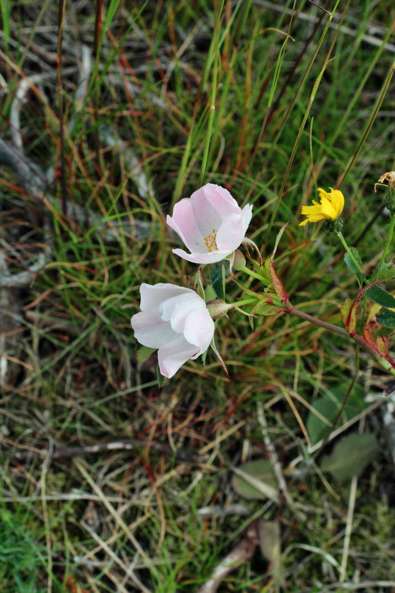 2014_06_01_00044751p_Bildgr��e �ndern