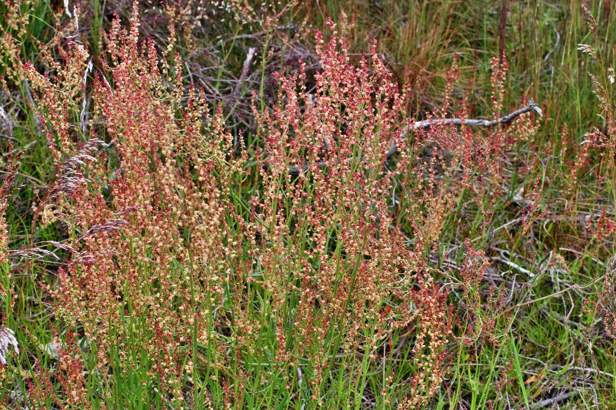 2014_06_01_00044786p_Bildgr��e �ndern