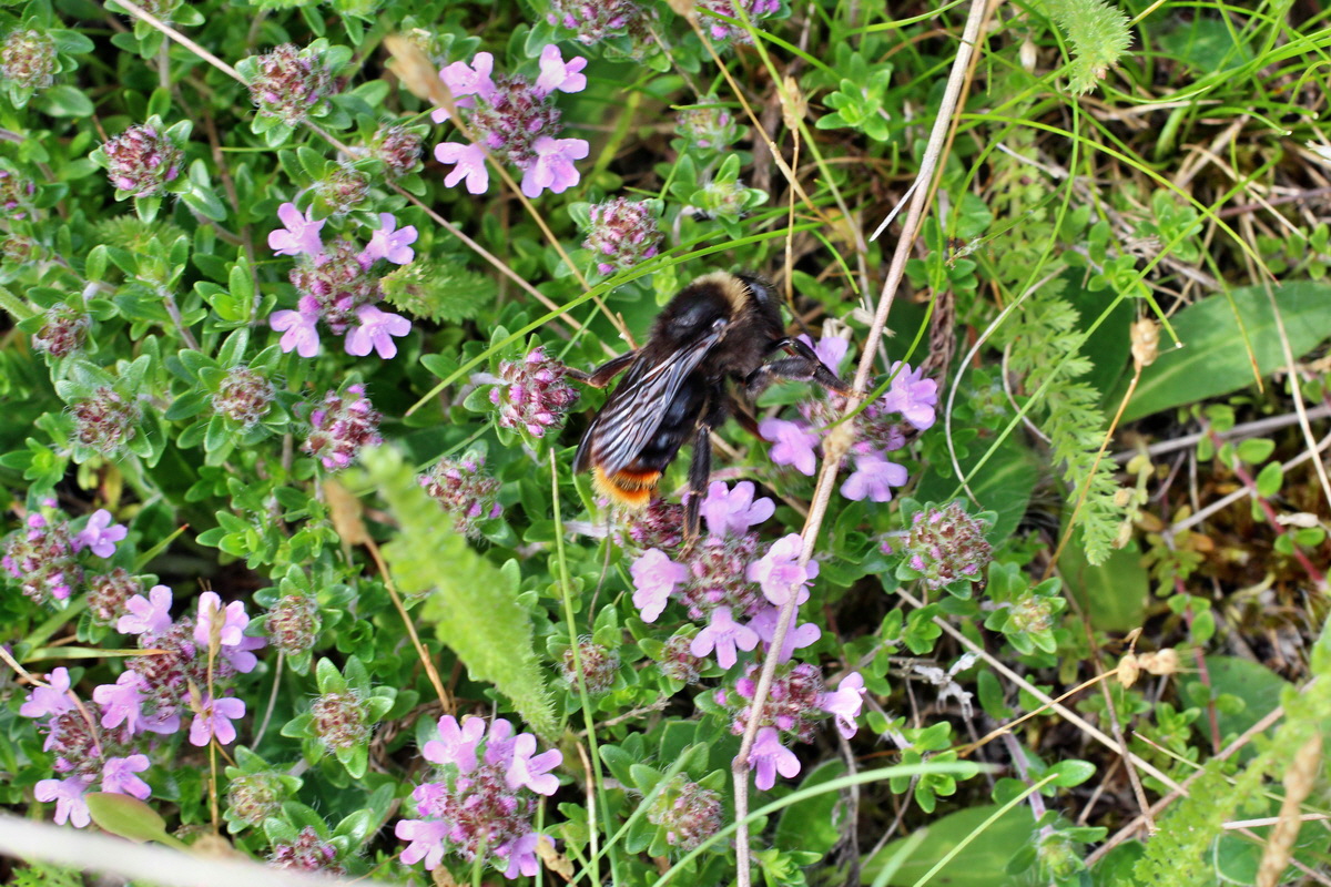 2014_06_01_00044793p_Bildgr��e �ndern