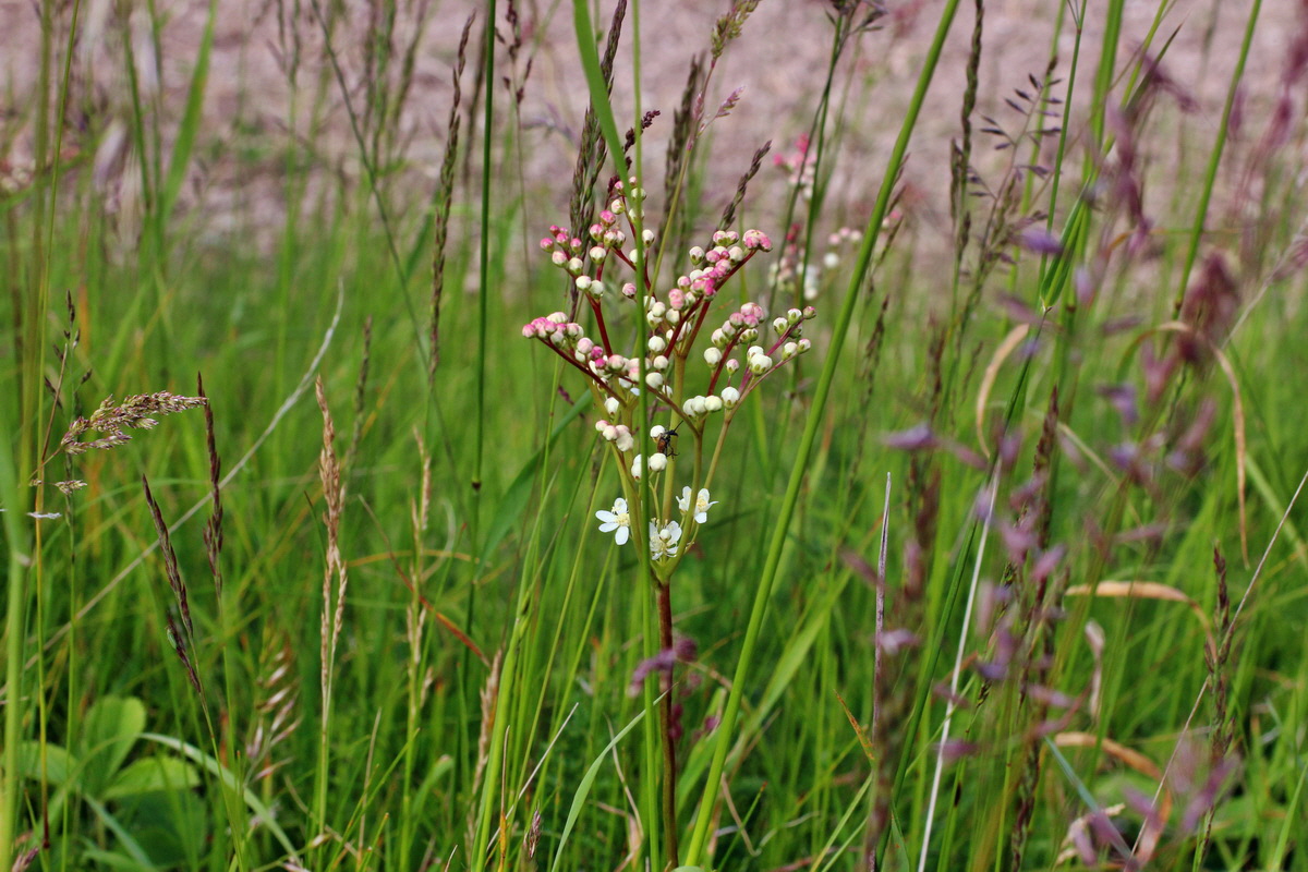 2014_06_01_00044812p_Bildgr��e �ndern