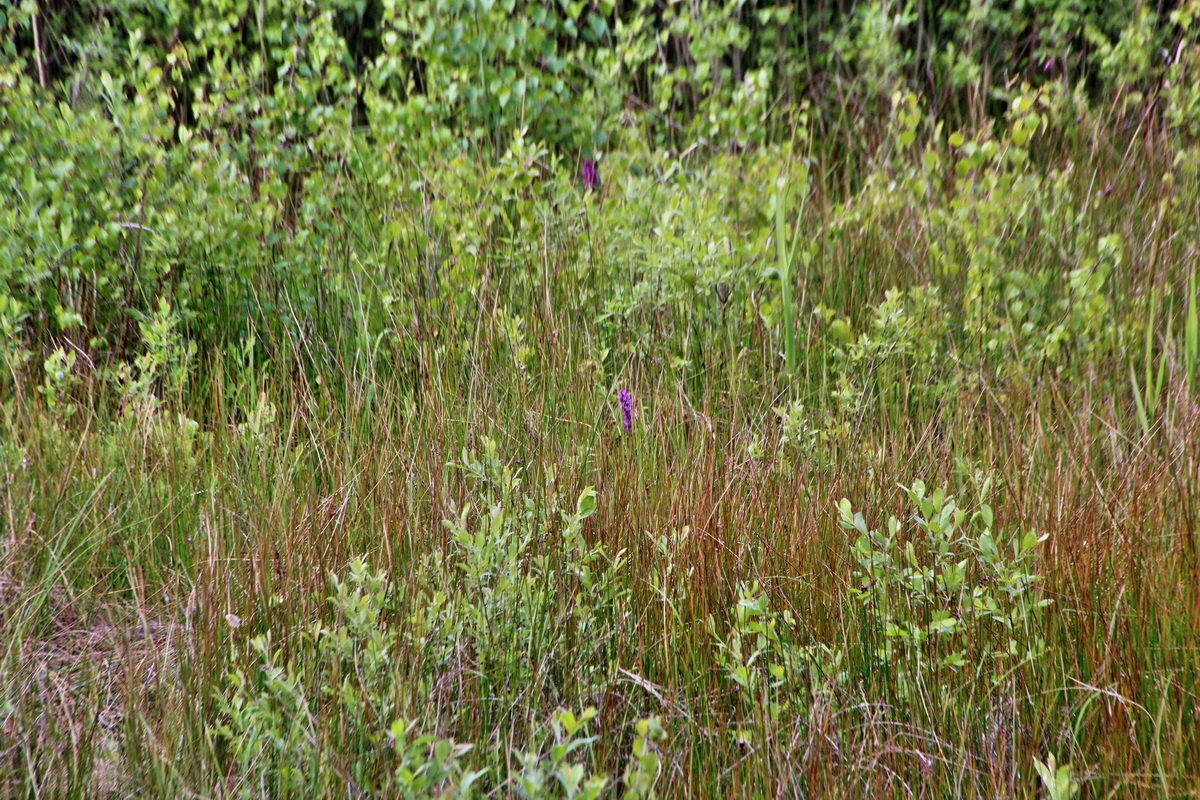 2014_06_01_00044823p_Bildgr��e �ndern