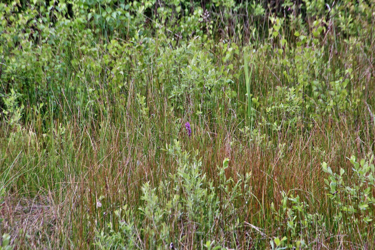 2014_06_01_00044828p_Bildgr��e �ndern