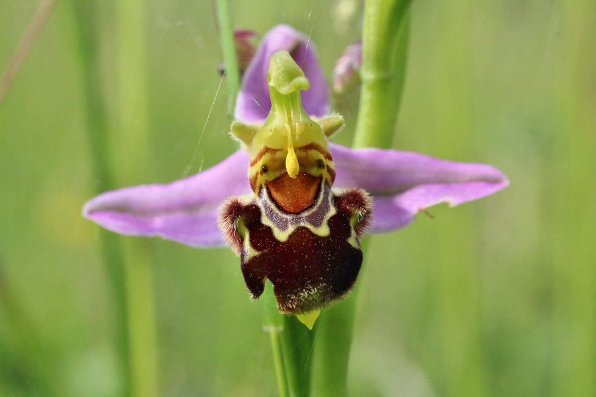 2014_06_02_00044888p_Bildgr��e �ndern