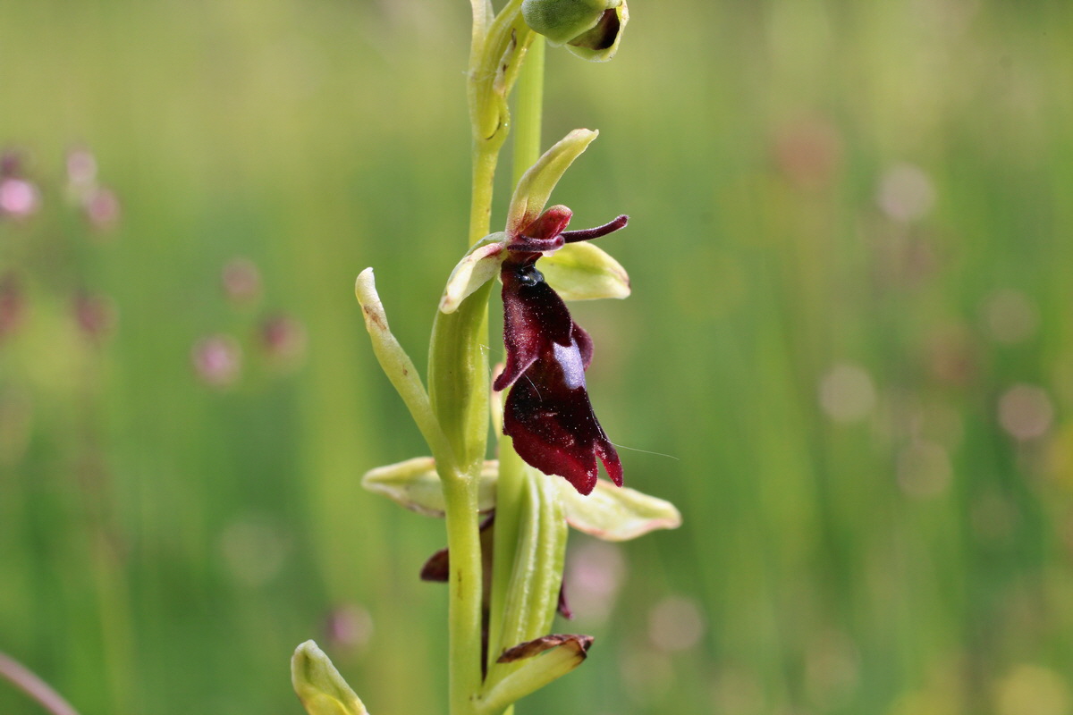 2014_06_02_00044892p_Bildgr��e �ndern