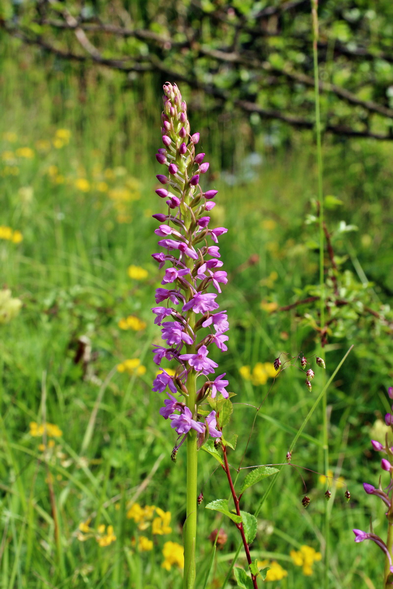 2014_06_02_00044898p_Bildgr��e �ndern