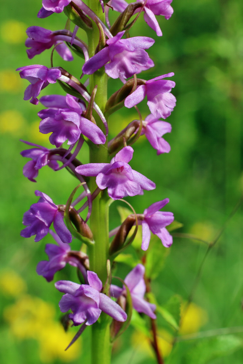 2014_06_02_00044901p_Bildgr��e �ndern