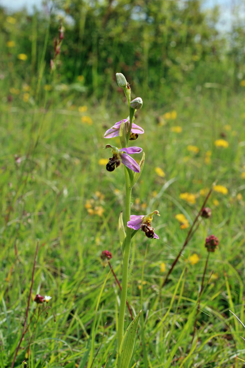 2014_06_02_00044931p_Bildgr��e �ndern