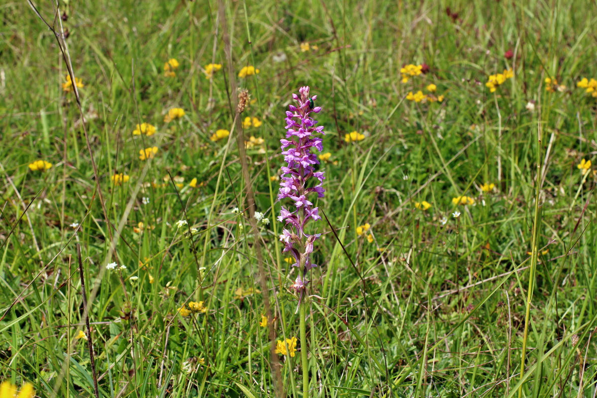 2014_06_02_00044971p_Bildgr��e �ndern