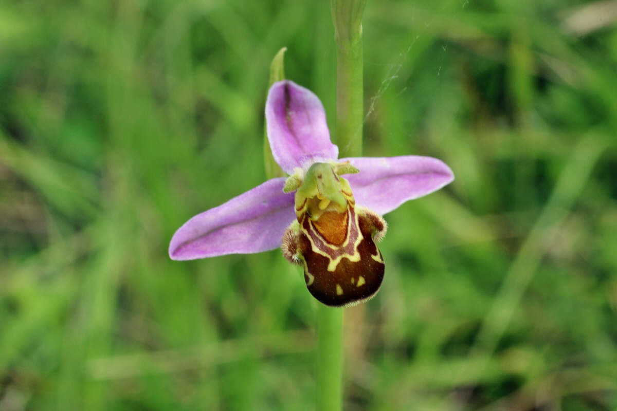 2014_06_02_00045175p_Bildgr��e �ndern