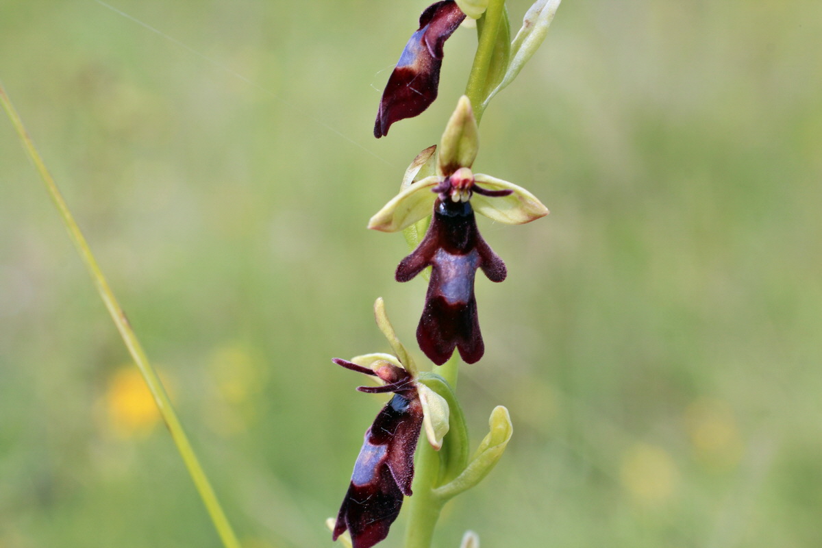 2014_06_02_00045180p_Bildgr��e �ndern