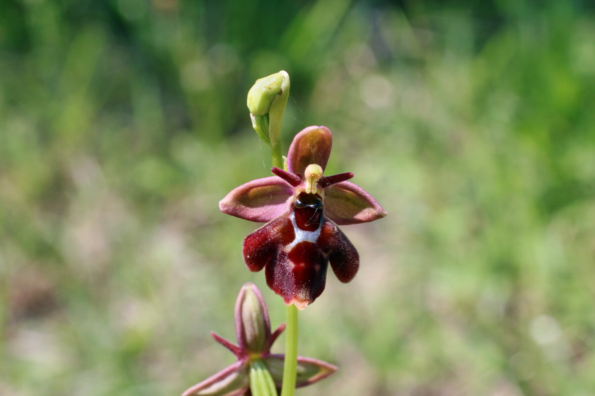 2014_06_02_00045250p_Bildgr��e �ndern