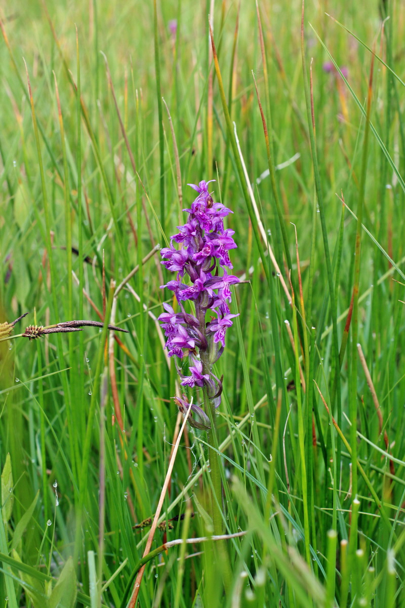 2014_06_03_00045284p_Bildgr��e �ndern