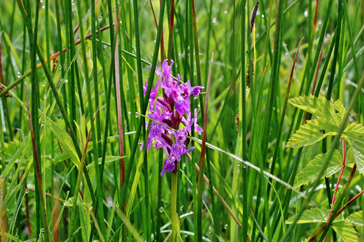 2014_06_03_00045287p_Bildgr��e �ndern