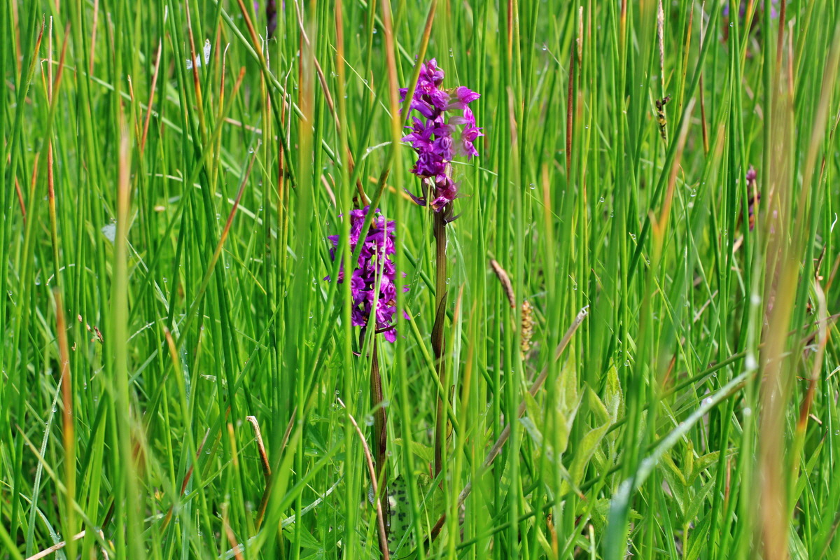 2014_06_03_00045290p_Bildgr��e �ndern