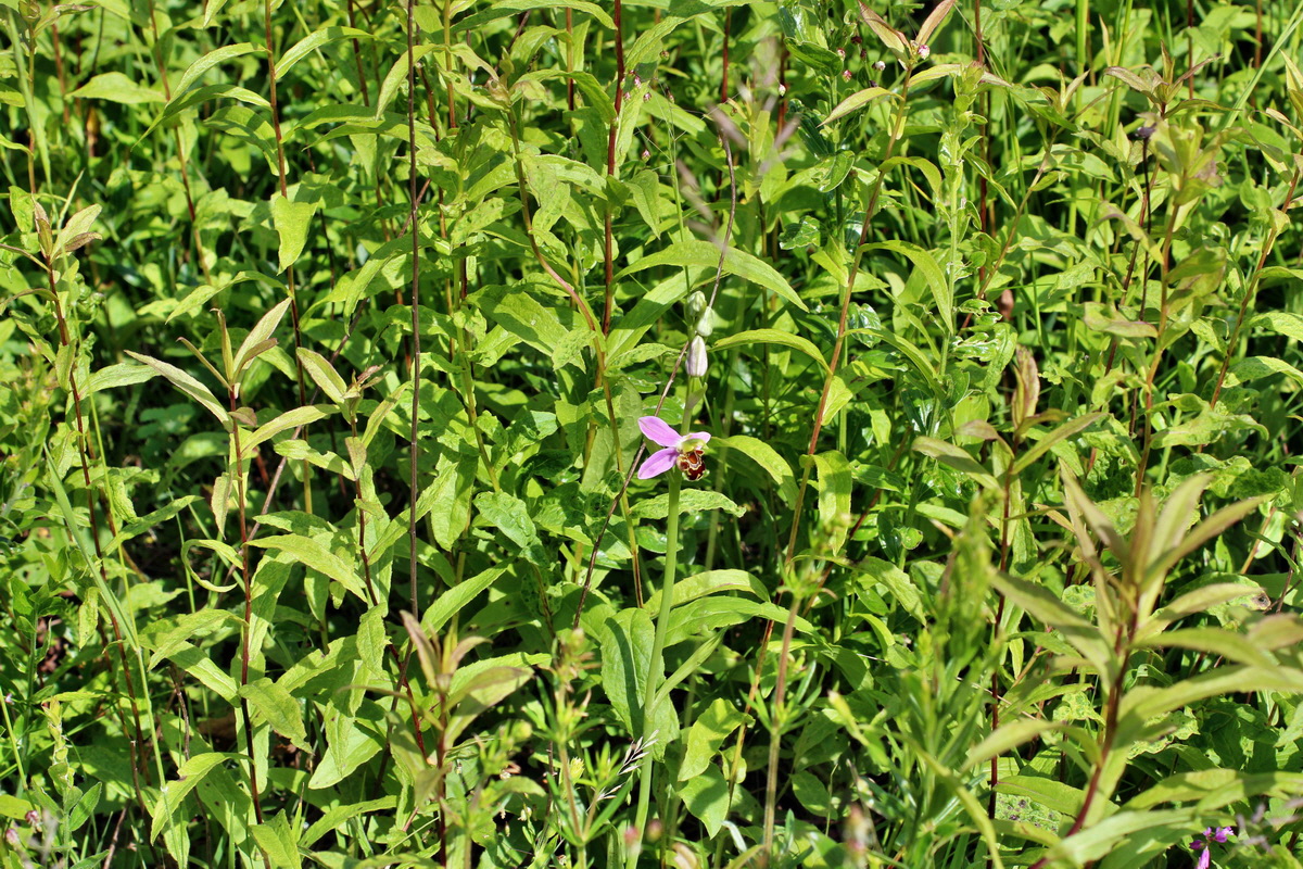 2014_06_03_00045349p_Bildgr��e �ndern