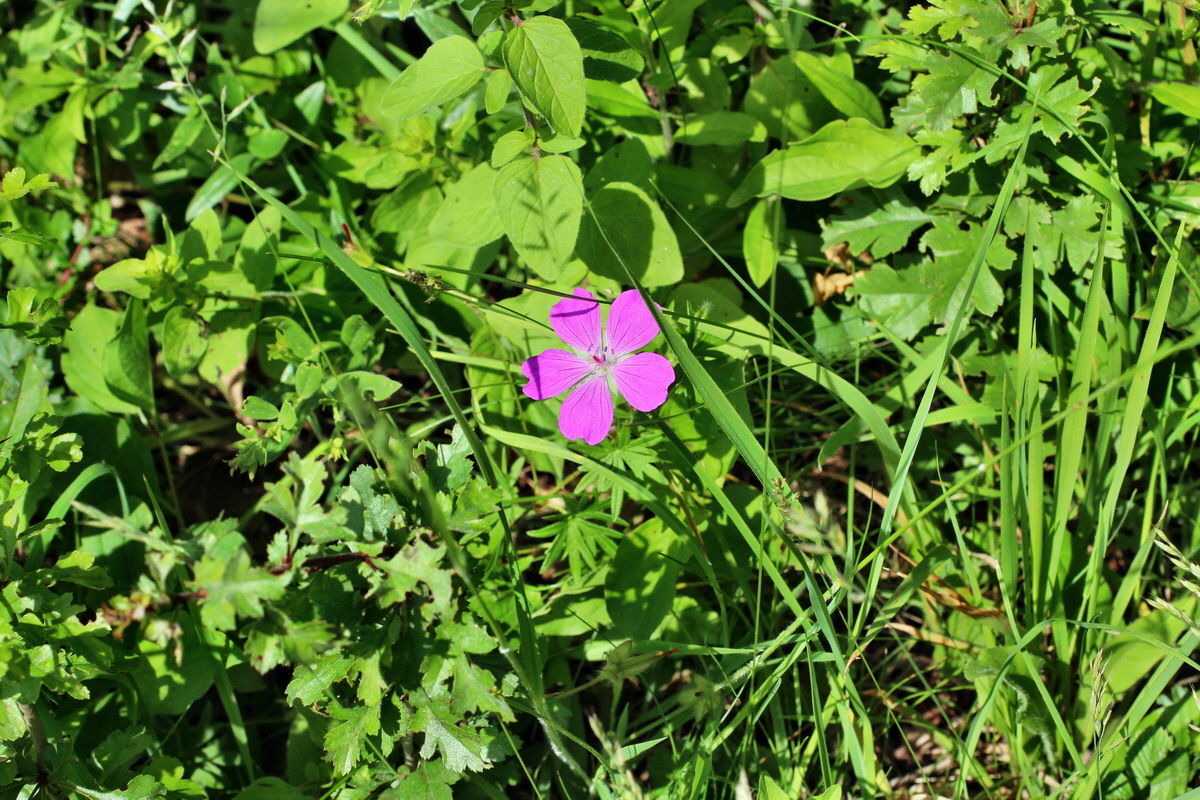 2014_06_03_00045352p_Bildgr��e �ndern