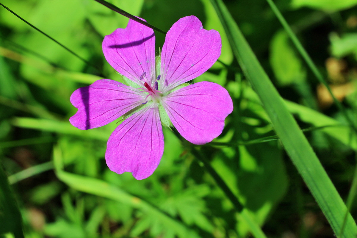 2014_06_03_00045353p_Bildgr��e �ndern