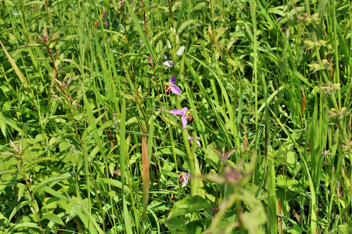 2014_06_03_00045355p_Bildgr��e �ndern