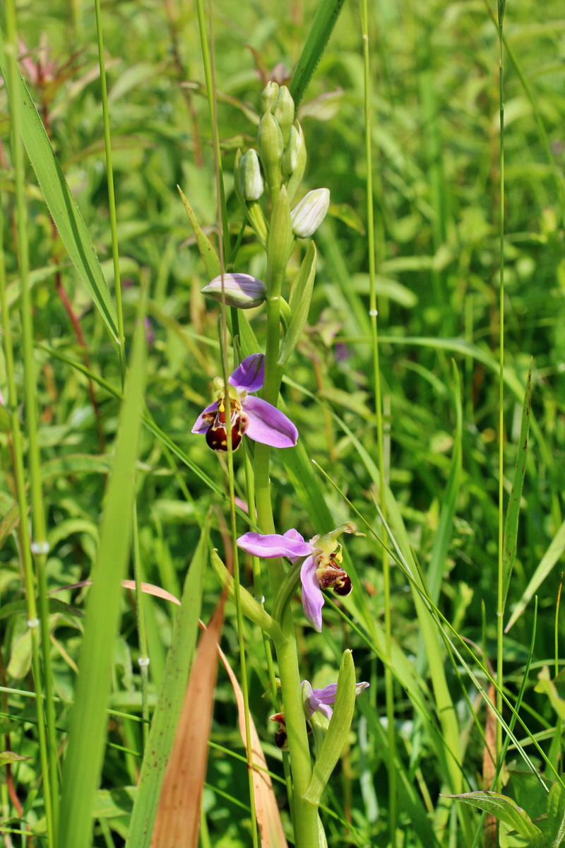 2014_06_03_00045358p_Bildgr��e �ndern