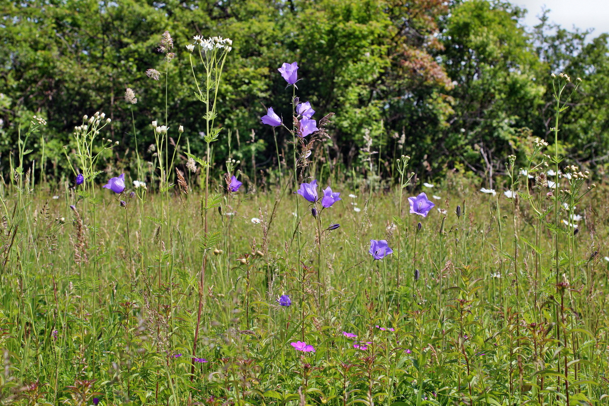 2014_06_03_00045361p_Bildgr��e �ndern