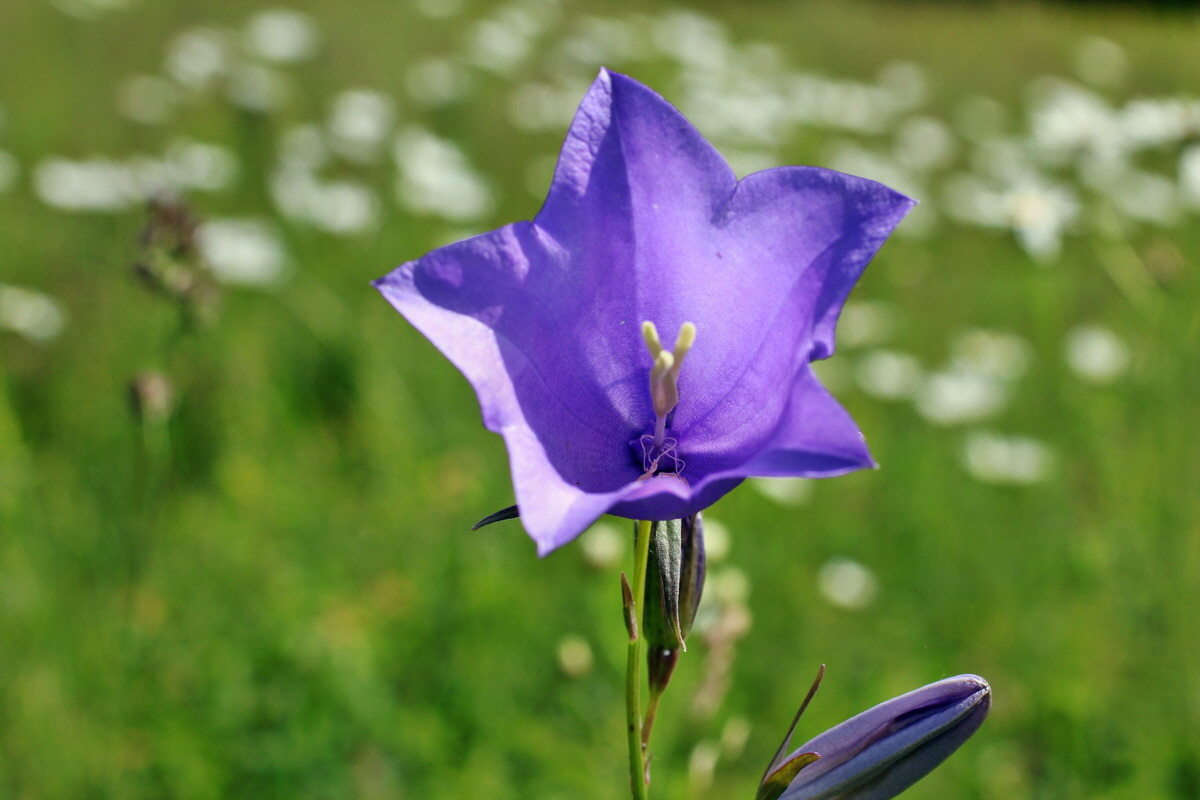 2014_06_03_00045367p_Bildgr��e �ndern