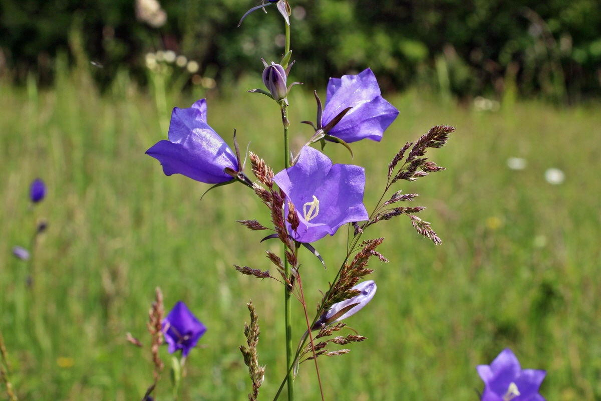 2014_06_03_00045371p_Bildgr��e �ndern