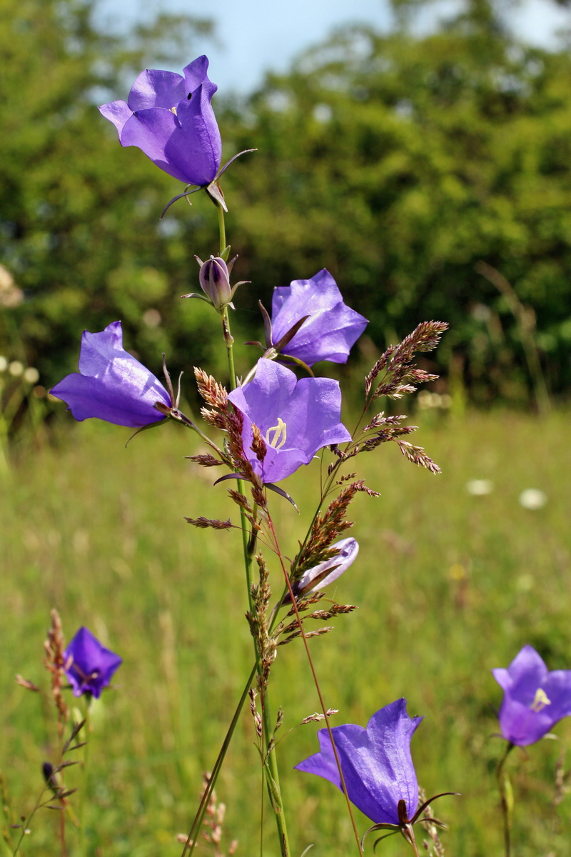 2014_06_03_00045373p_Bildgr��e �ndern